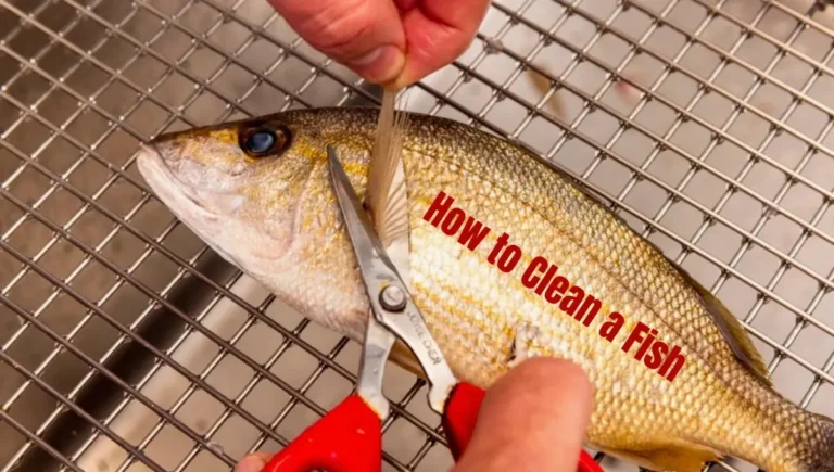 How to Clean a Fish: Detailed Top 7 Step-by-Step Guide?