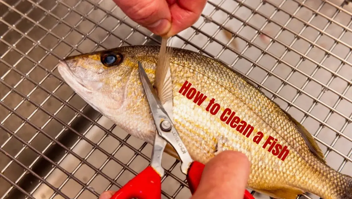 How to Clean a Fish: Detailed Top 7 Step-by-Step Guide?