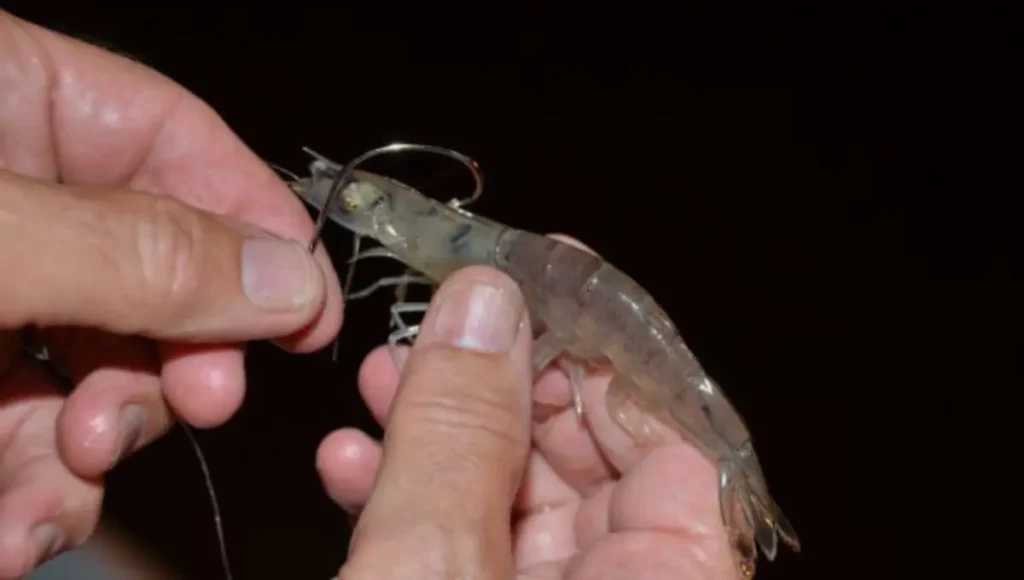 How to Hook a Dead Shrimp for Bait
