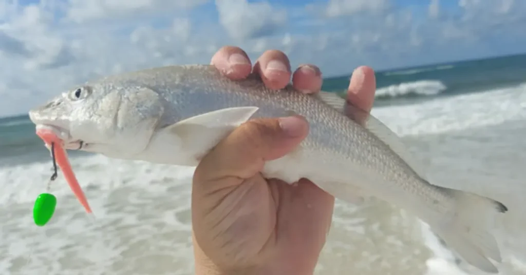 Choosing the Right Hook Size for Surf Fishing Pompano and Whiting