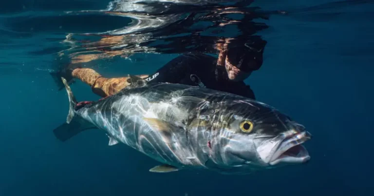 How to Start Spearfishing Five Easy Ways