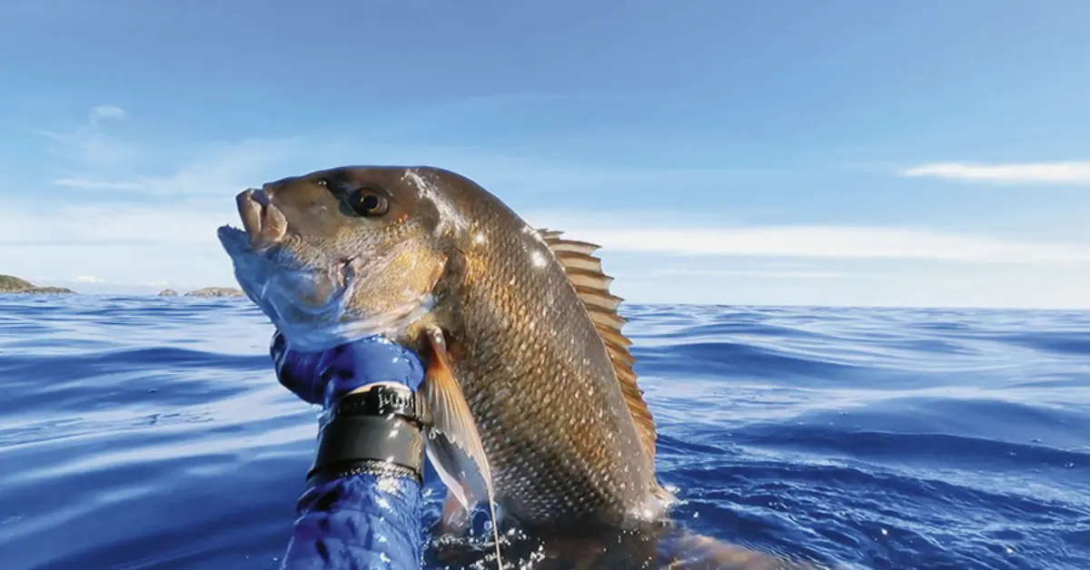 What is Spearfishing?