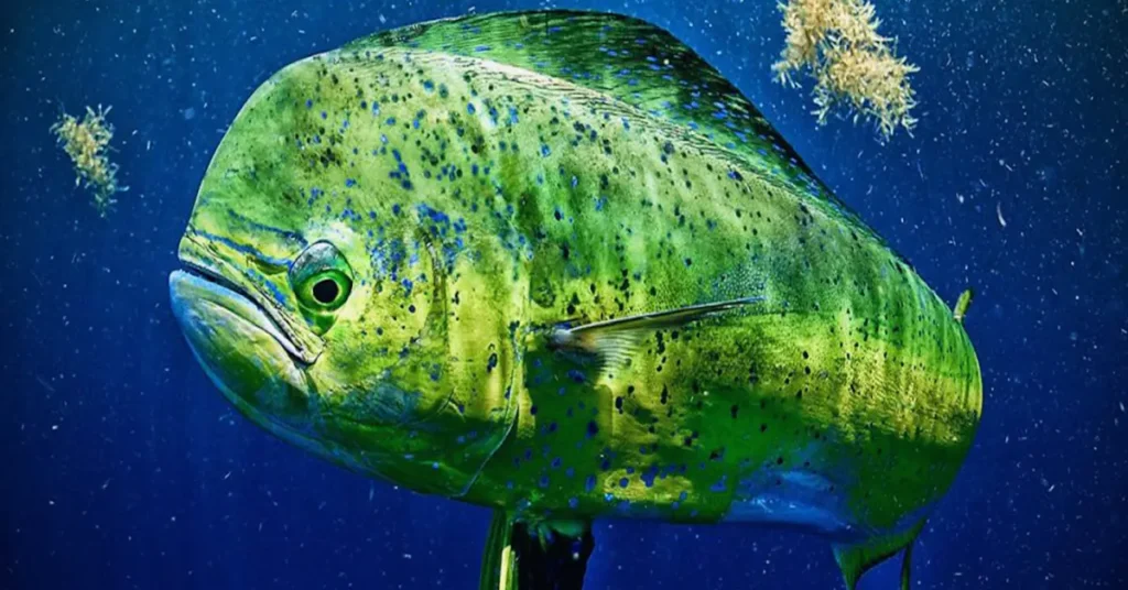 Mahi Mahi